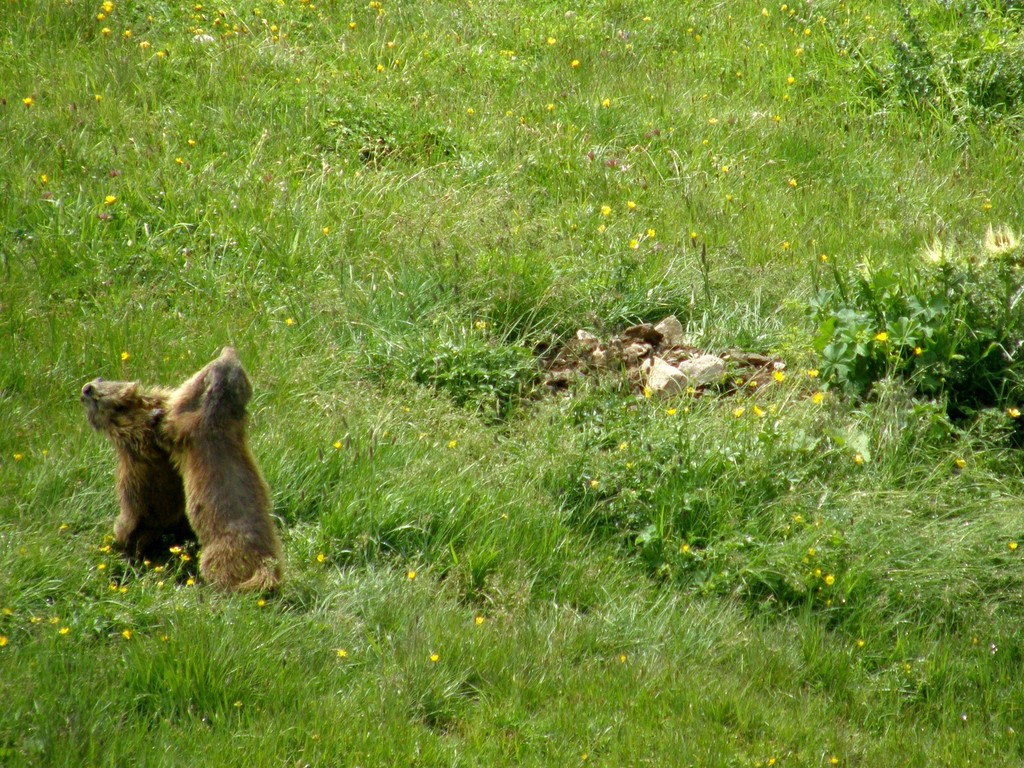 20100725 134351 balgende Murmeltiere P7256430vOly2.jpg