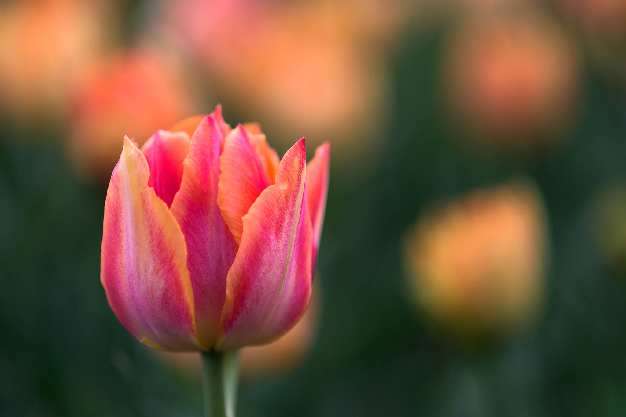 211037195-colorful-tulips.jpg