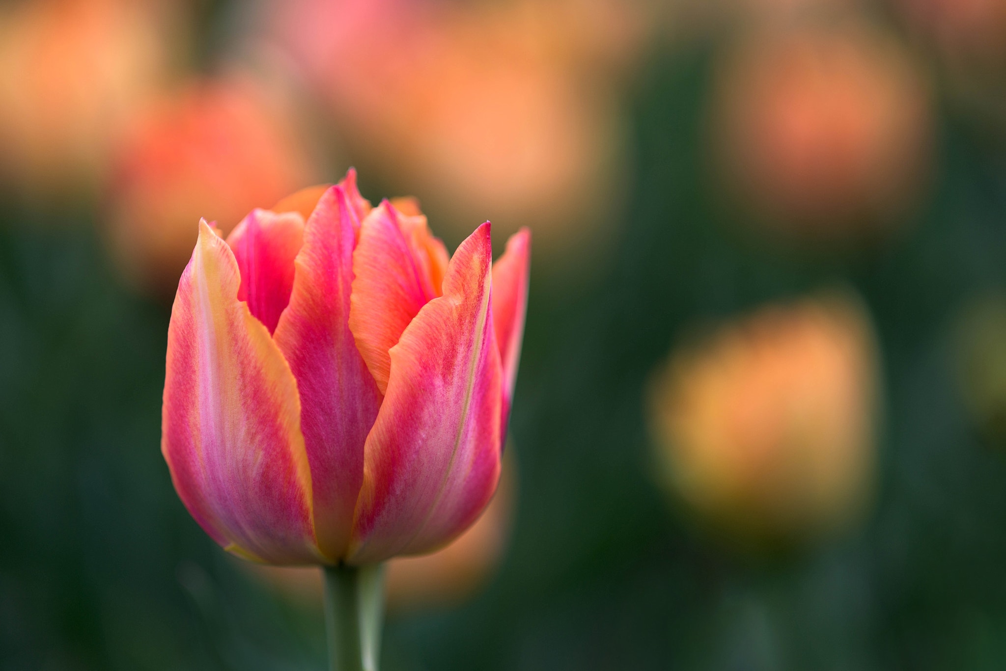 211037195-colorful-tulips.jpg